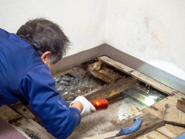 Best Mold Cleaning Services  in Parsons, WV