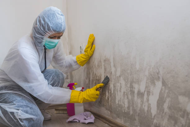 Best Mold Damage Repair  in Parsons, WV