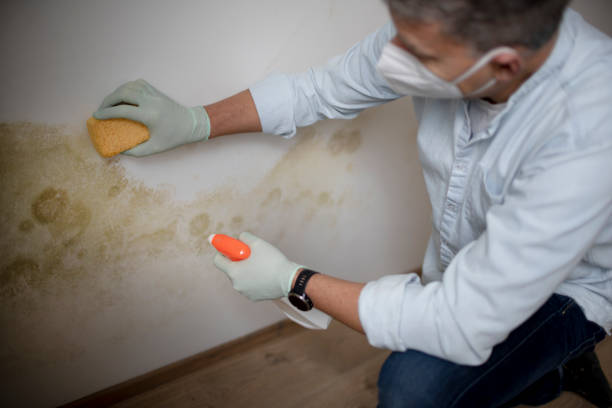 Best Toxic Mold Removal  in Parsons, WV