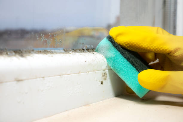 Trusted Parsons, WV Mold Removal Experts