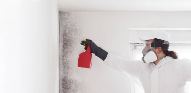 Best Attic Mold Removal  in Parsons, WV