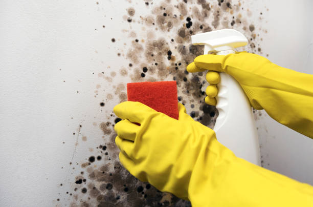 Best Mold Removal Near Me  in Parsons, WV