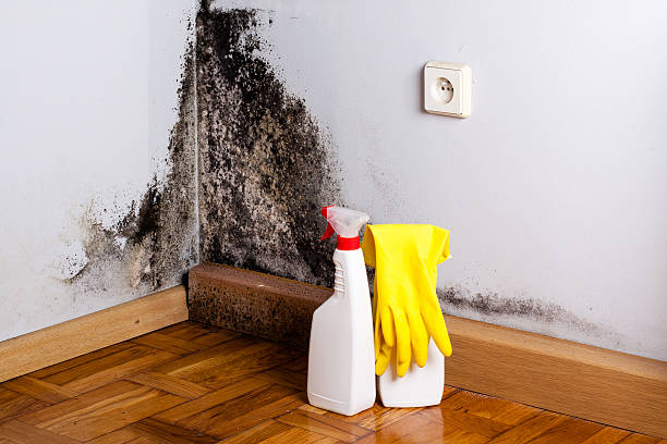 Best Mold Remediation  in Parsons, WV