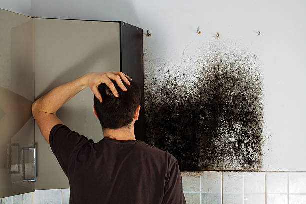 Best Affordable Mold Removal  in Parsons, WV