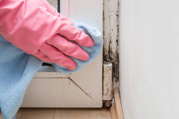Best Professional Mold Removal  in Parsons, WV
